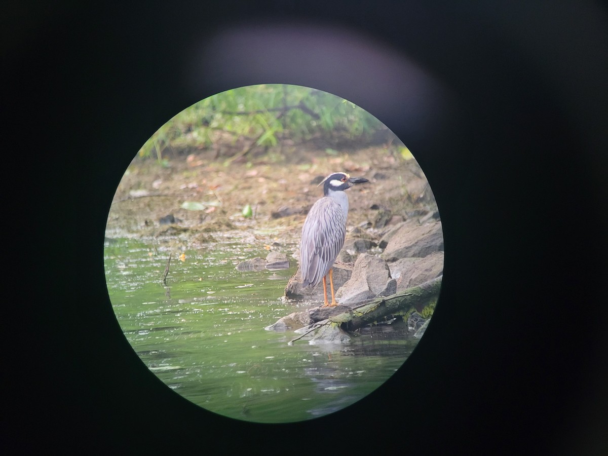 Yellow-crowned Night Heron - ML356175641