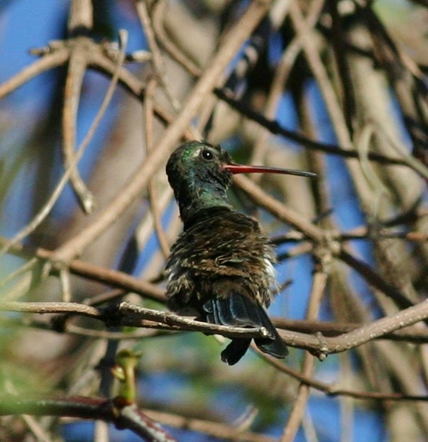 Broad-billed Hummingbird - Tom Benson