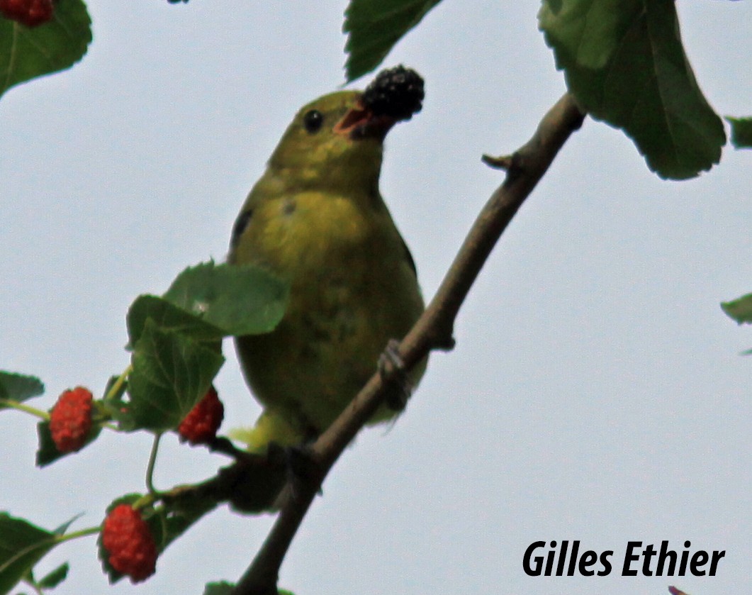 Scarlet Tanager - ML356180761