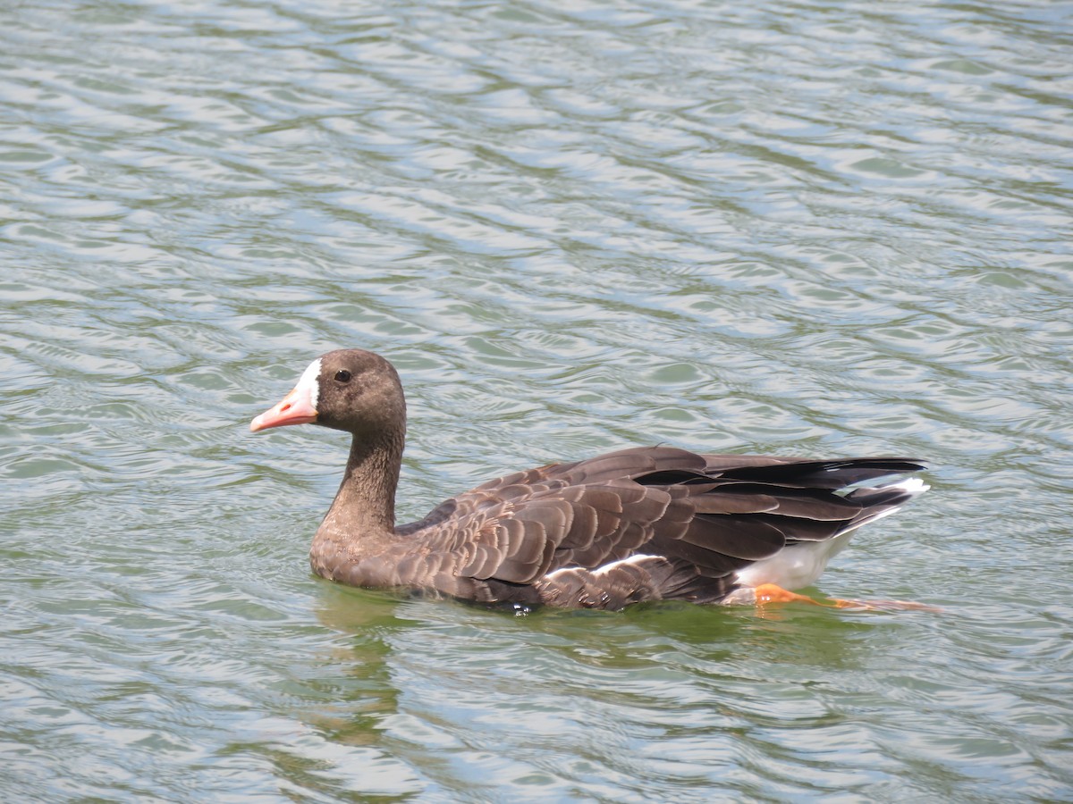 Greater White-fronted Goose - ML35618221