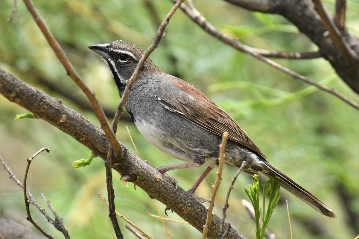 Five-striped Sparrow - ML356183801