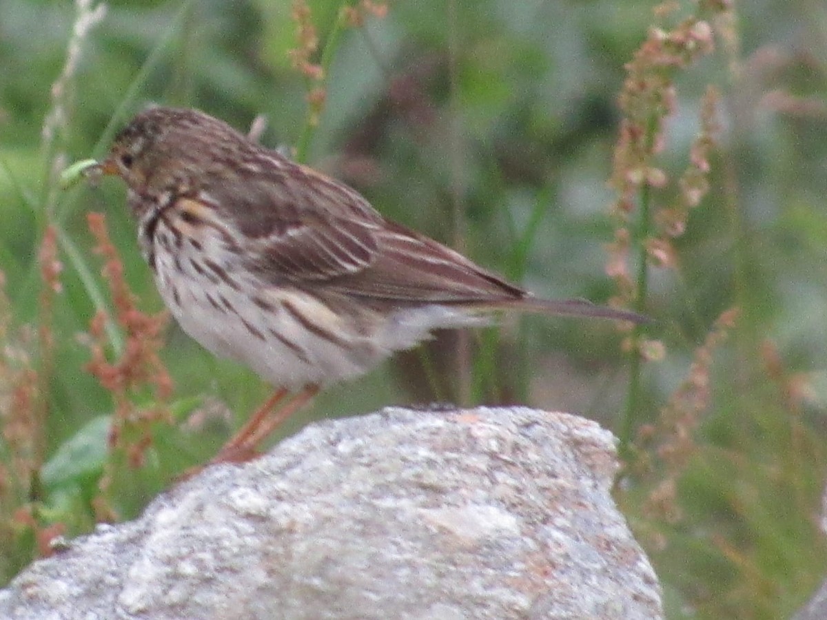 Meadow Pipit - ML356184031
