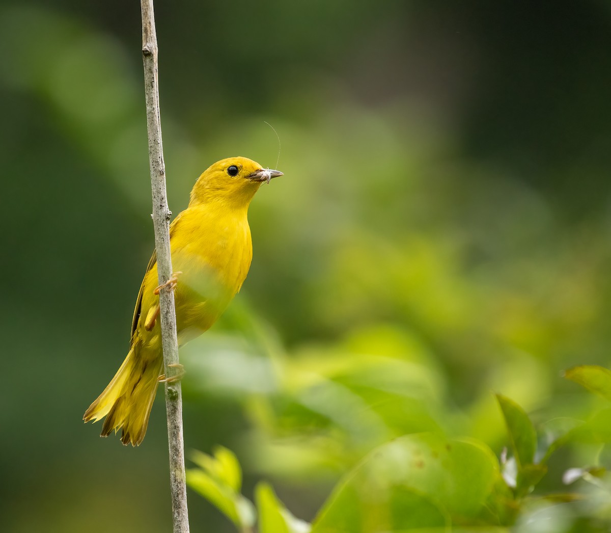 Yellow Warbler - Richard  Davis