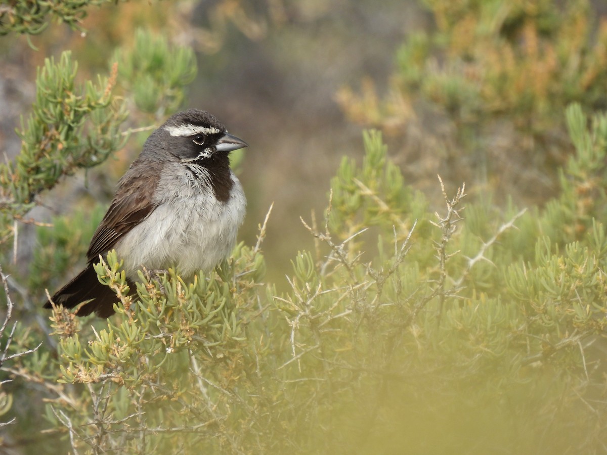 Black-throated Sparrow - ML356187341