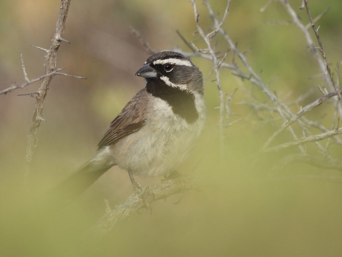 Black-throated Sparrow - ML356187361