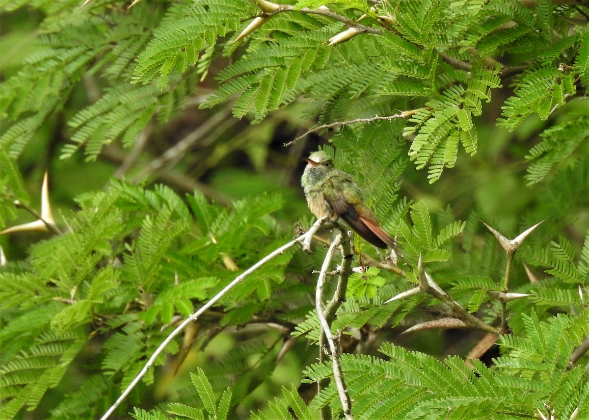 Buff-bellied Hummingbird - Robert Lambeck