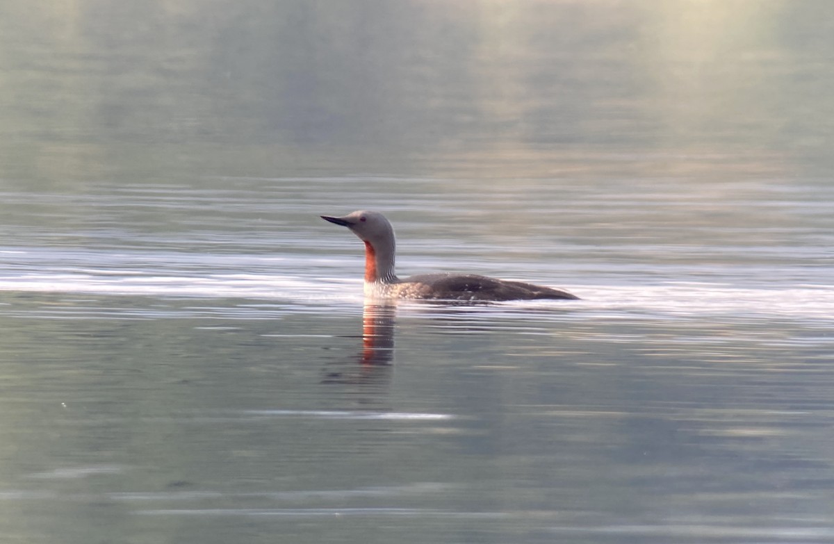 Red-throated Loon - ML356191861