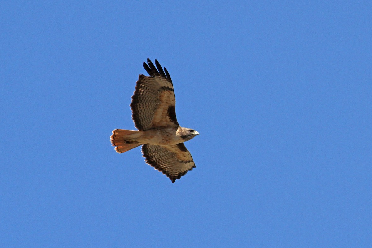Red-tailed Hawk - Jamie Chavez