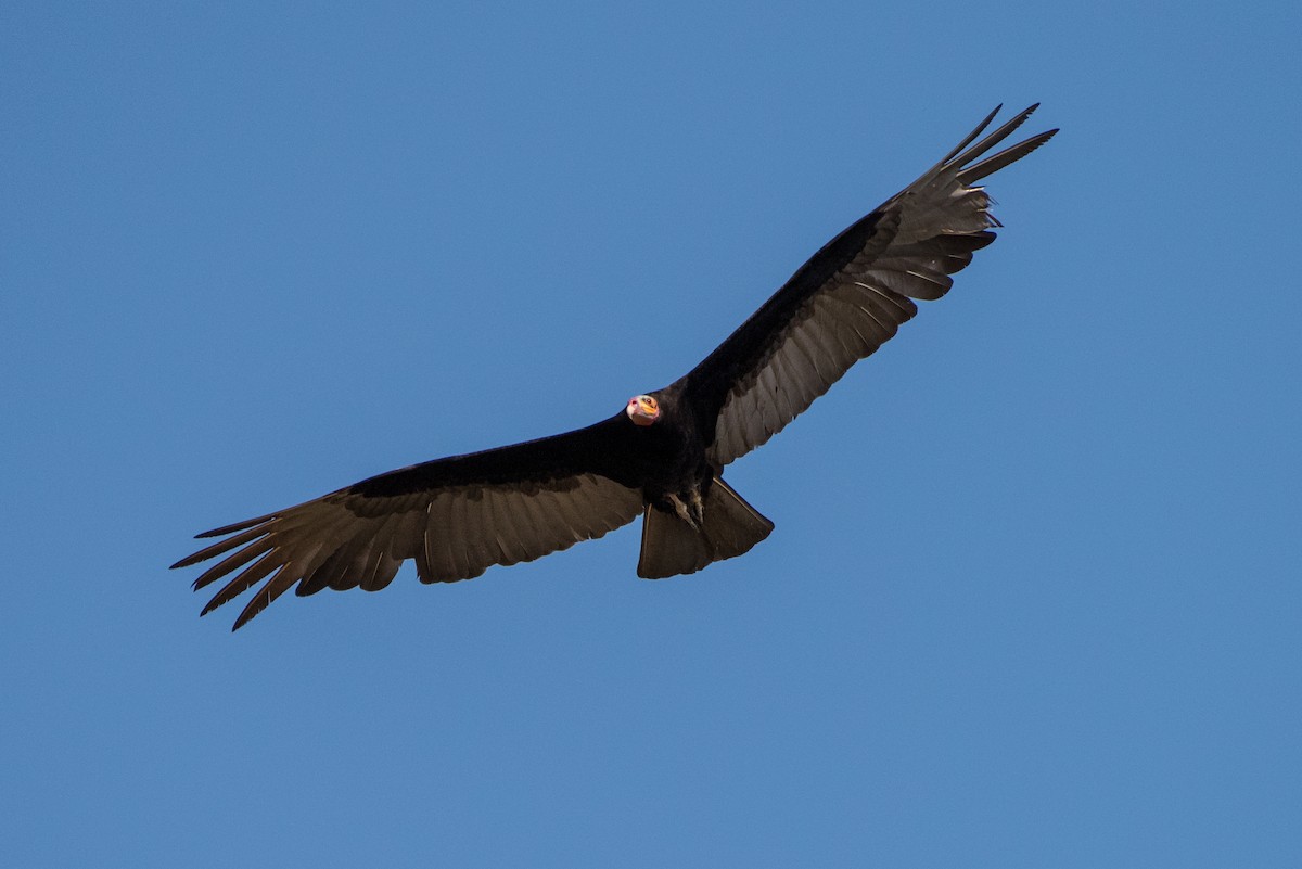 Lesser Yellow-headed Vulture - Hank Davis