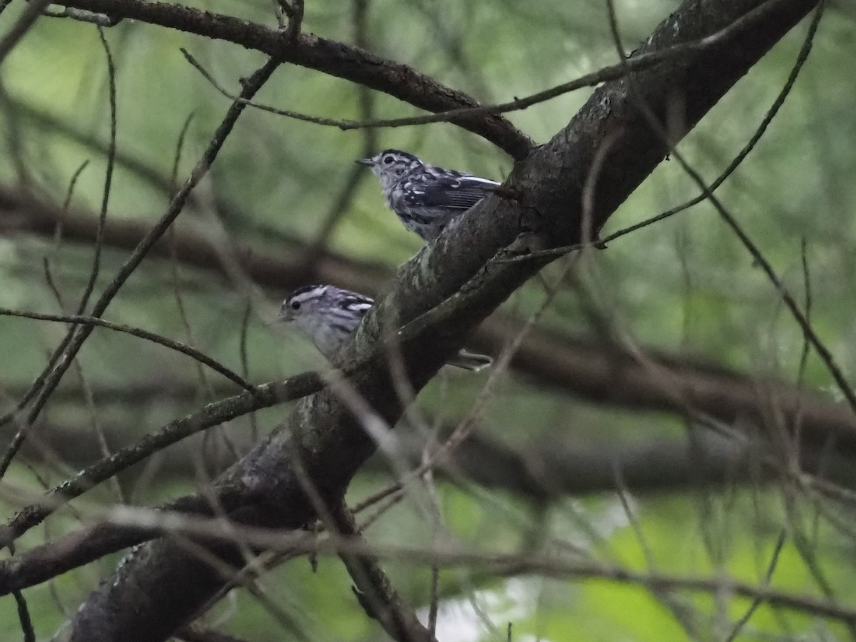 Black-and-white Warbler - ML356204351