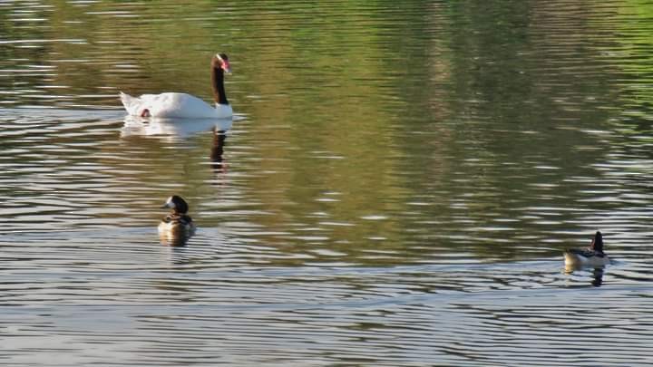 Black-necked Swan - ML356204491