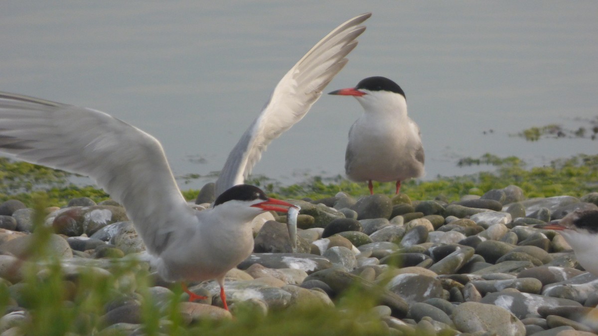 Common Tern - ML356206641
