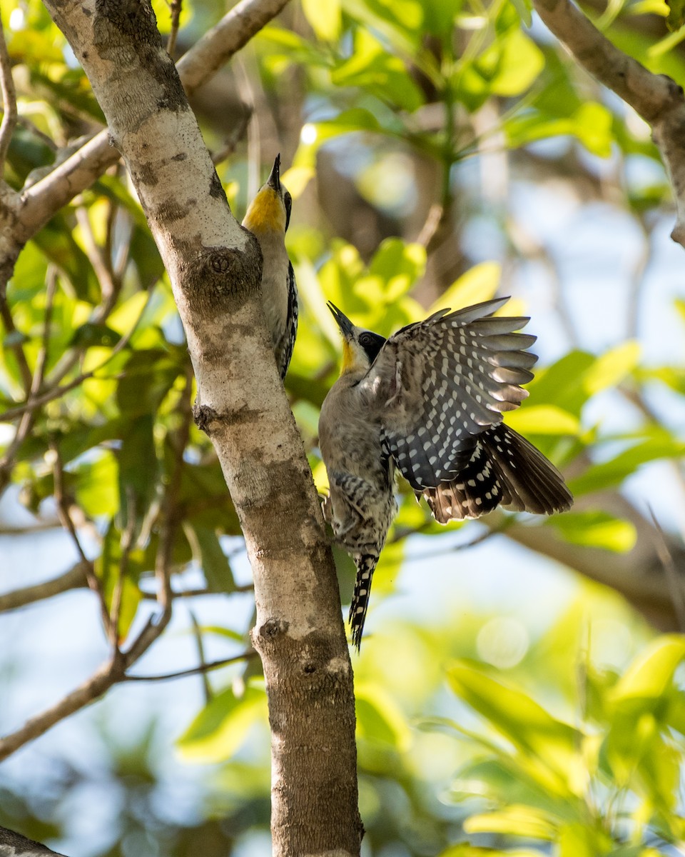 White-fronted Woodpecker - ML35620731