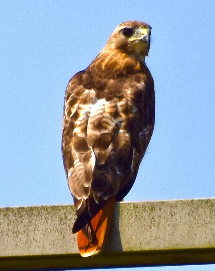 Red-tailed Hawk - ML356209521