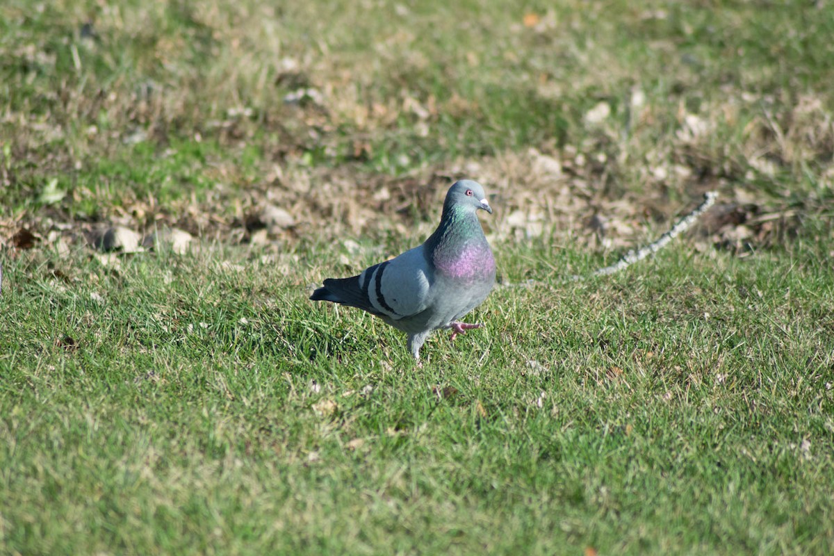 Rock Pigeon (Feral Pigeon) - Matthew Bell