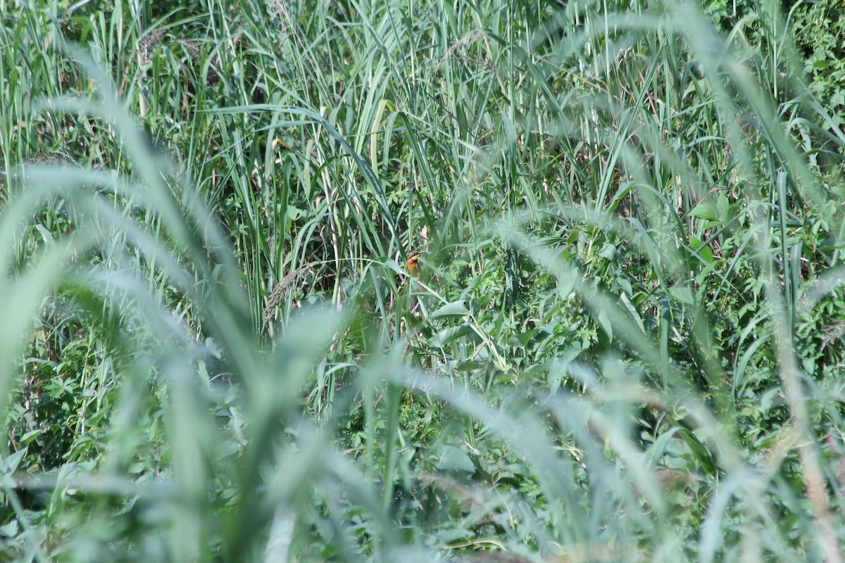 Little Bee-eater - ML356212781