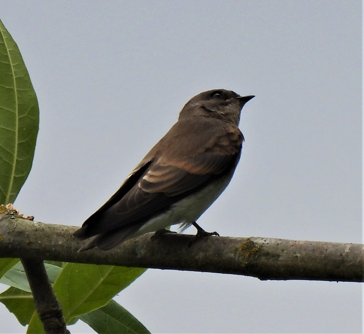 Northern Rough-winged Swallow - ML356215911