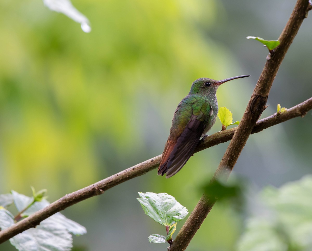 Rufous-tailed Hummingbird - ML35621901