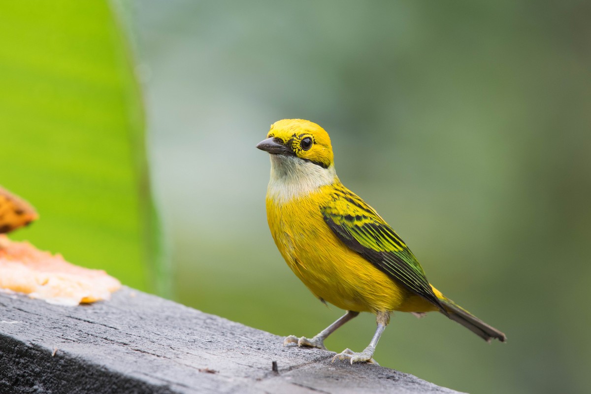 Silver-throated Tanager - Matthew Bell