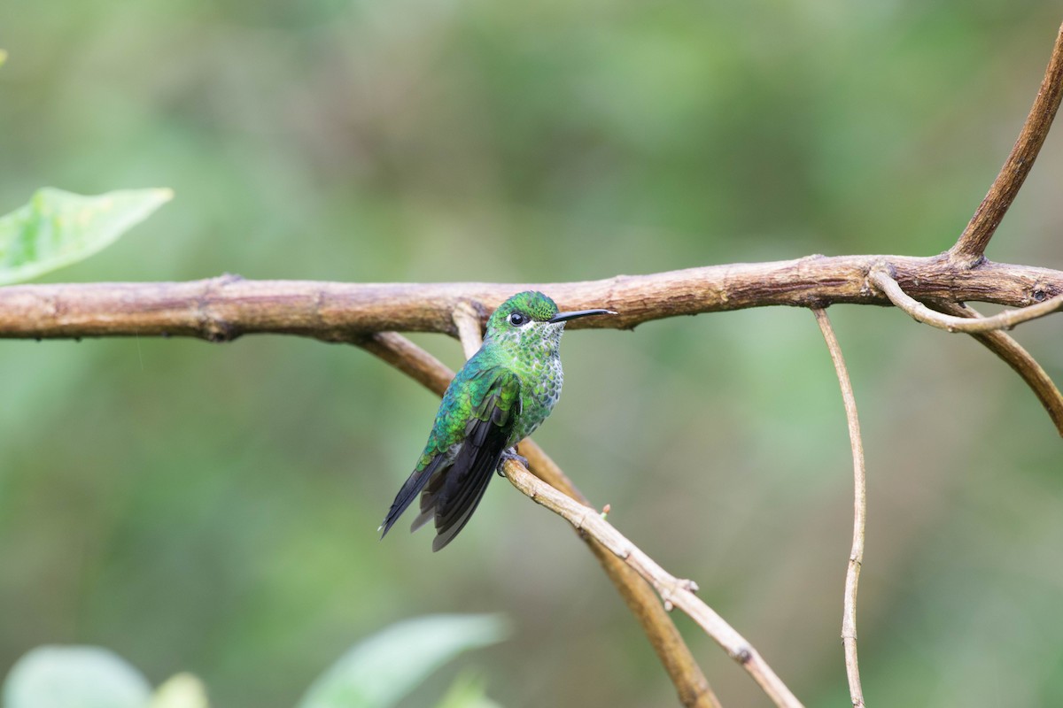 Green-crowned Brilliant - ML35621951