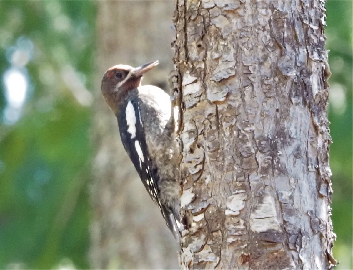 Red-breasted Sapsucker - ML356229451