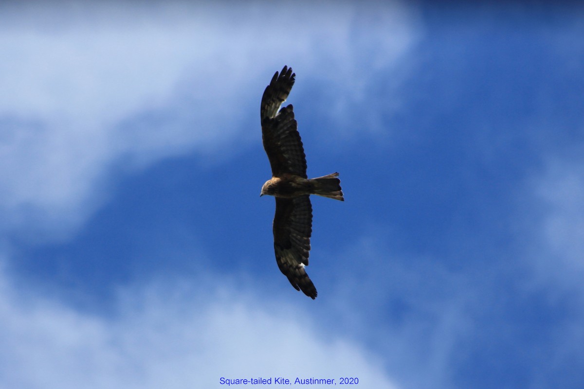 Square-tailed Kite - Steve  McIntosh