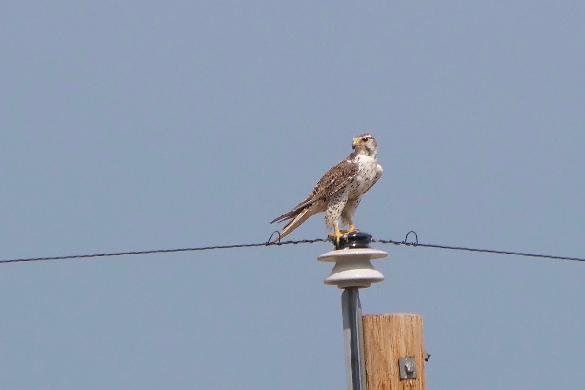 Prairie Falcon - Gautam Apte