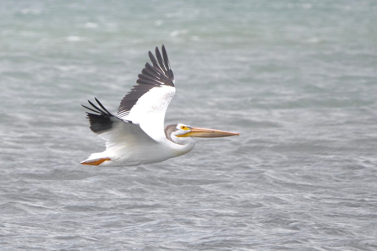 American White Pelican - Gautam Apte