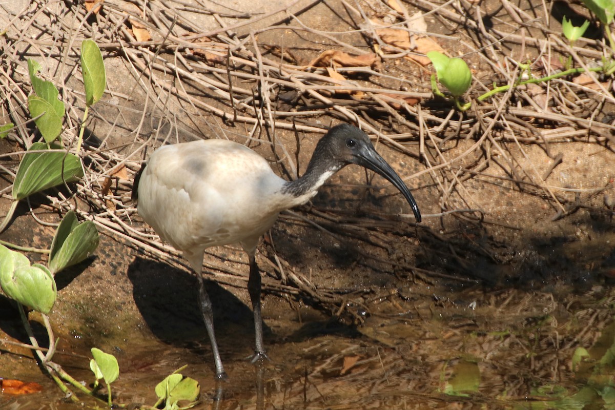 ibis australský - ML356233401