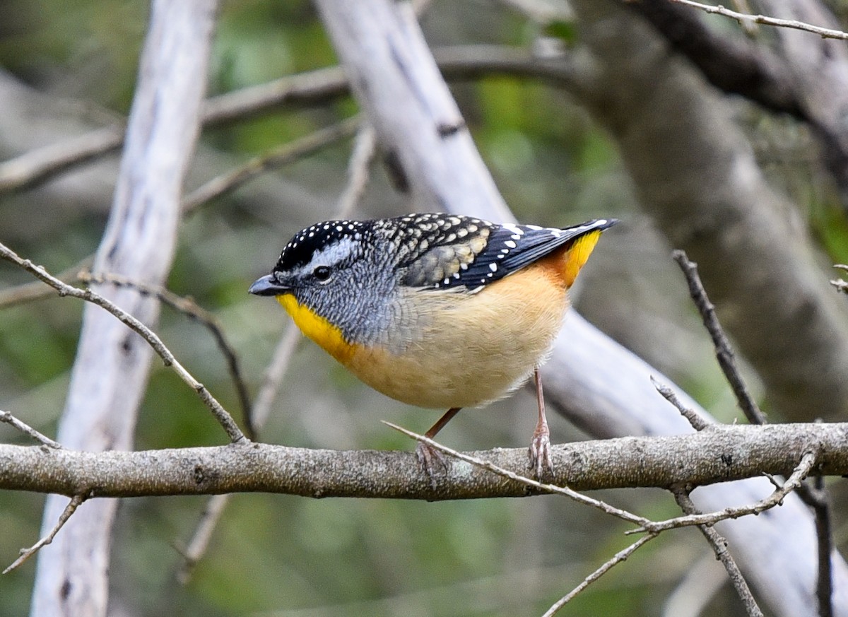 Spotted Pardalote - ML356236271