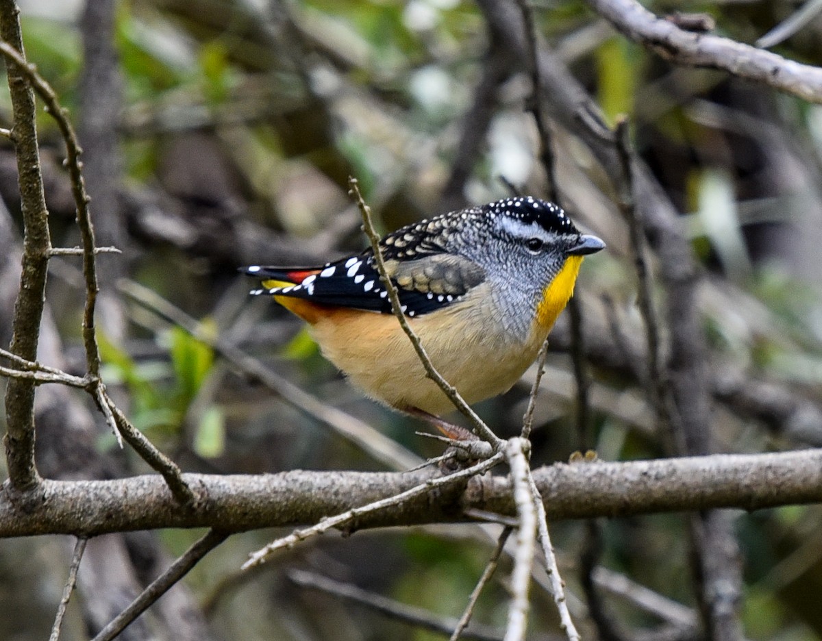 Spotted Pardalote - ML356236291