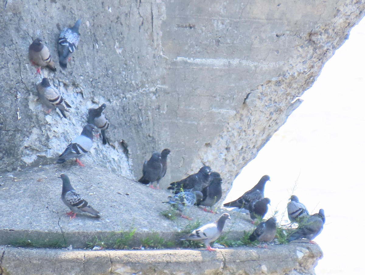 Rock Pigeon (Feral Pigeon) - Jim Proffitt
