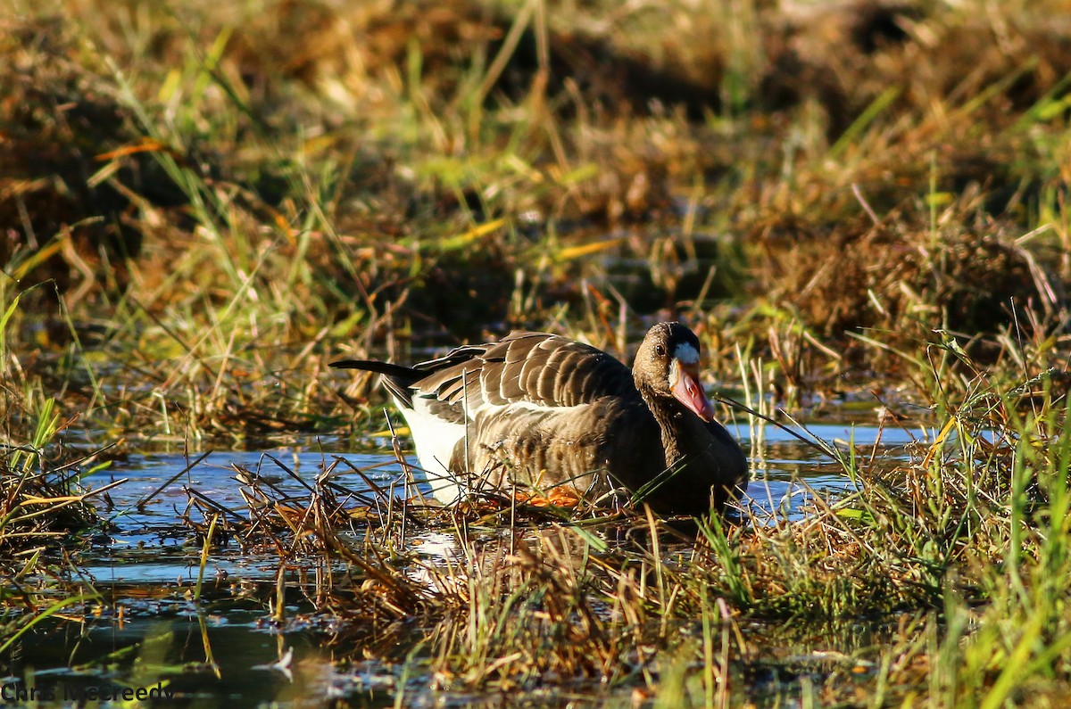 Greater White-fronted Goose - ML35623941