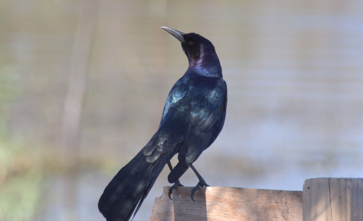 Boat-tailed Grackle - Gary Leavens