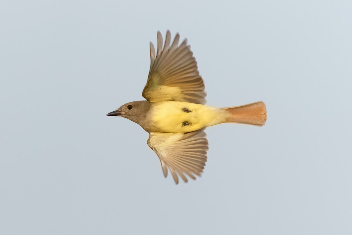 Great Crested Flycatcher - ML356246731