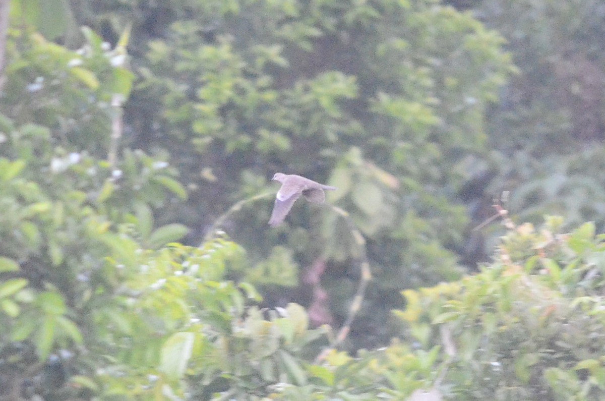 Philippine Collared-Dove - ML35625101