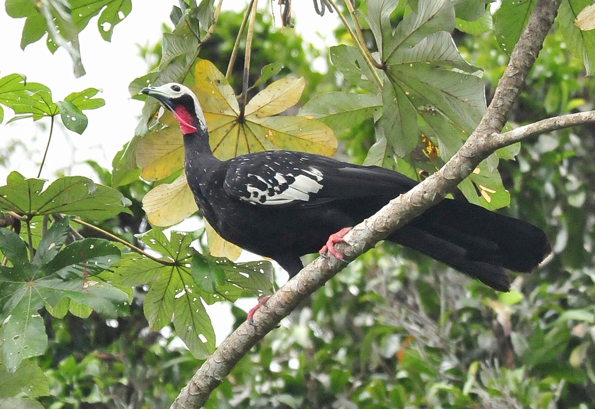 Red-throated Piping-Guan - ML35625241