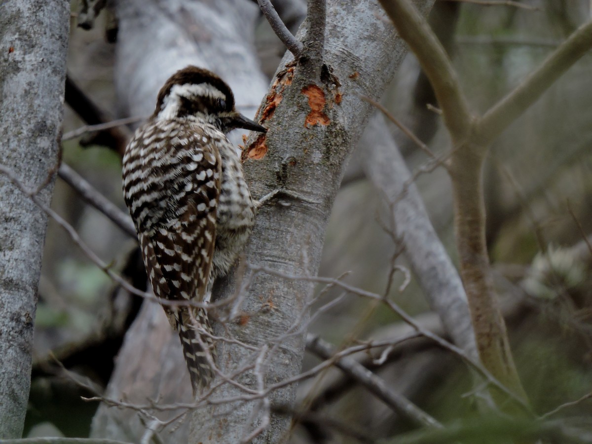 Checkered Woodpecker - ML356253571