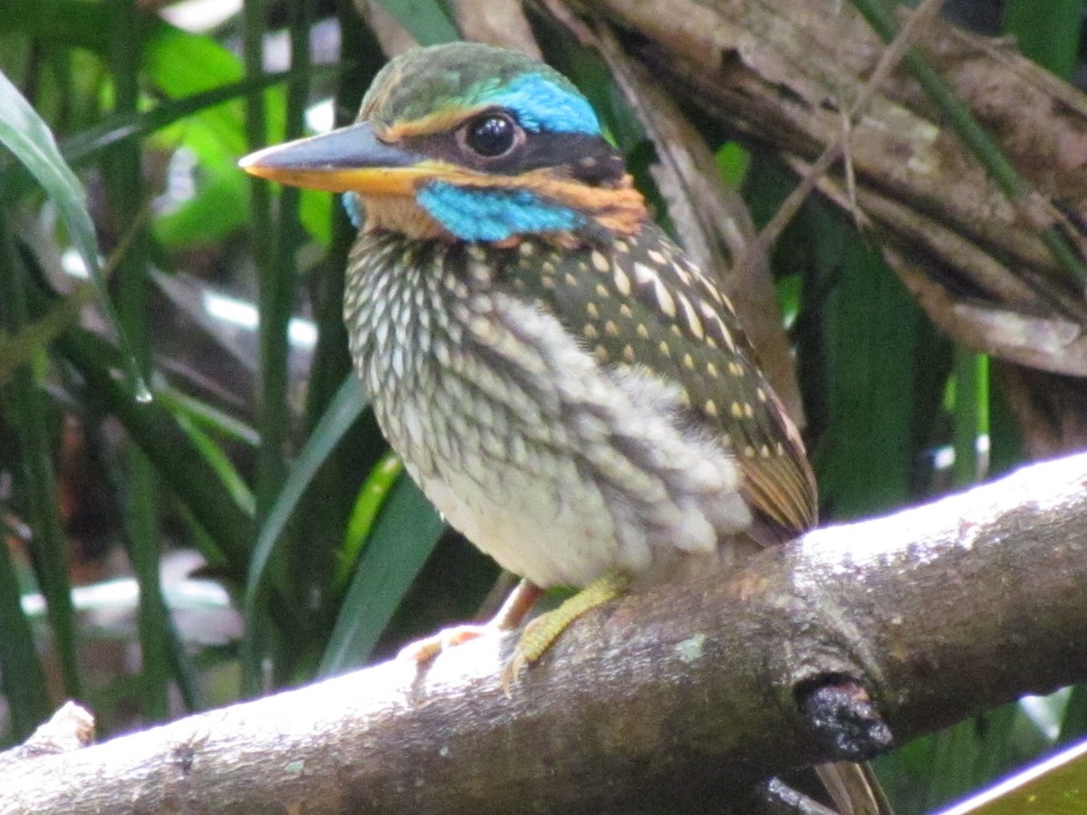 Spotted Kingfisher - ML356264221