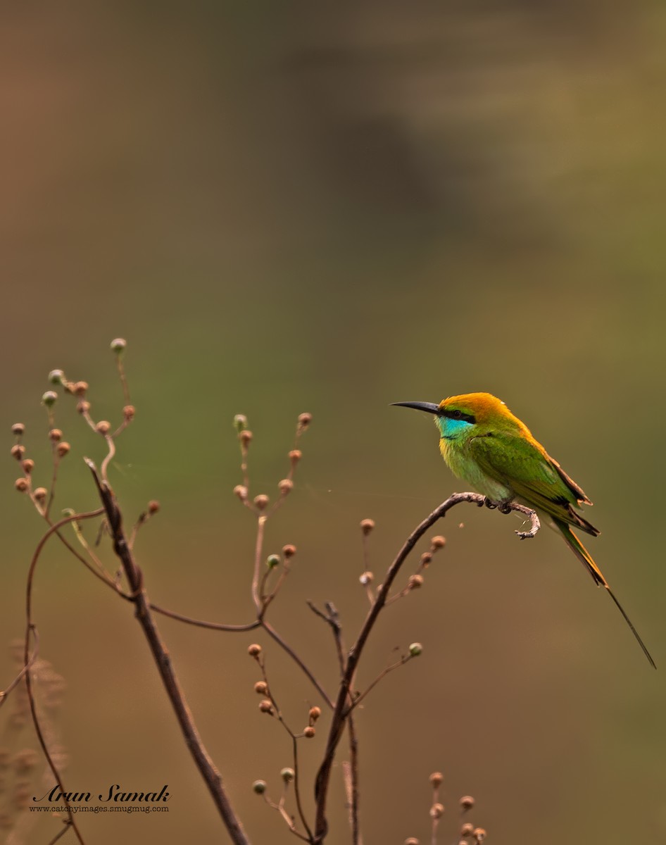 Asian Green Bee-eater - ML356265191