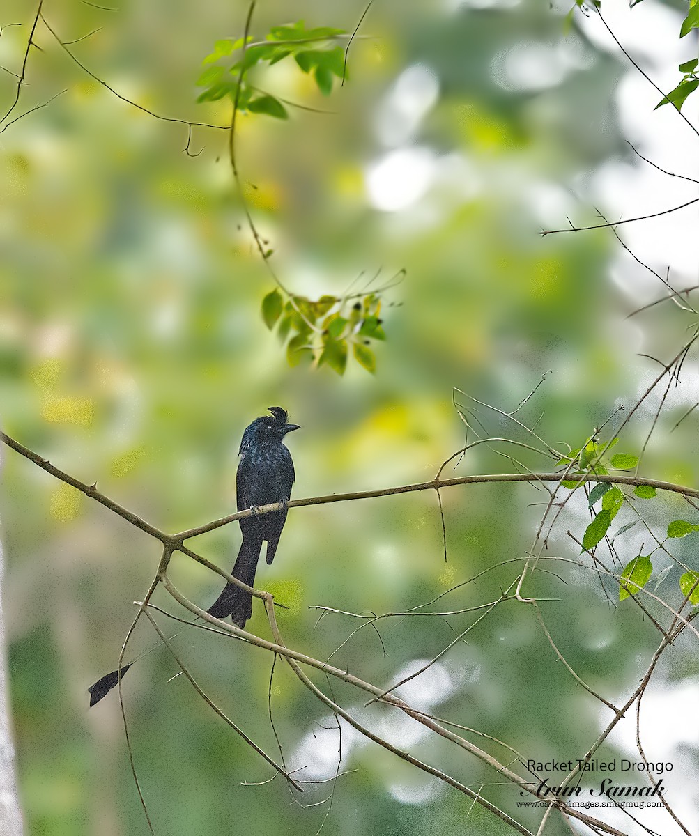 Greater Racket-tailed Drongo - ML356265311