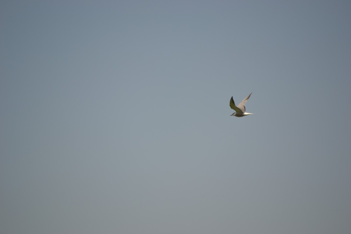 Common Tern - 飞 夏