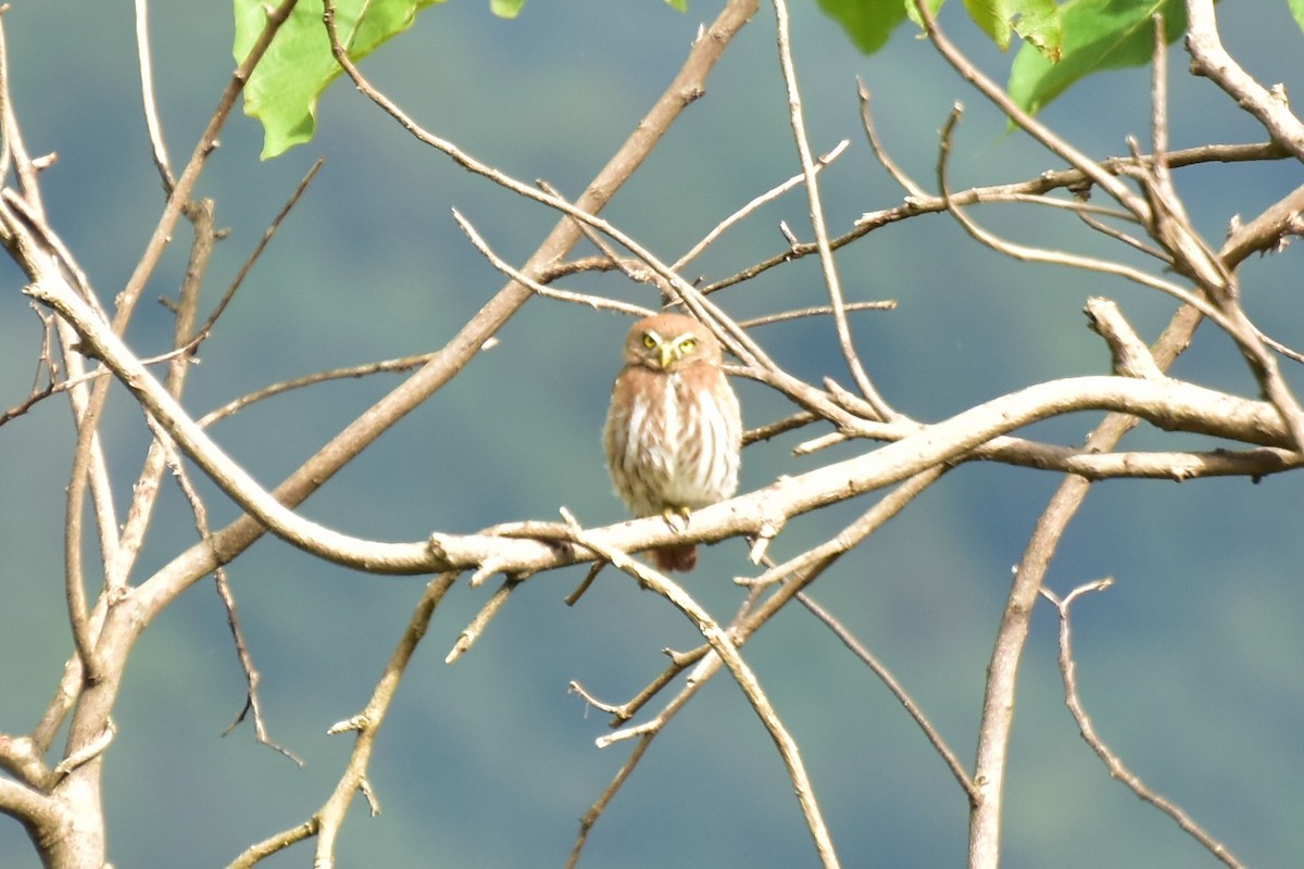 Ferruginous Pygmy-Owl - Daniel Mérida