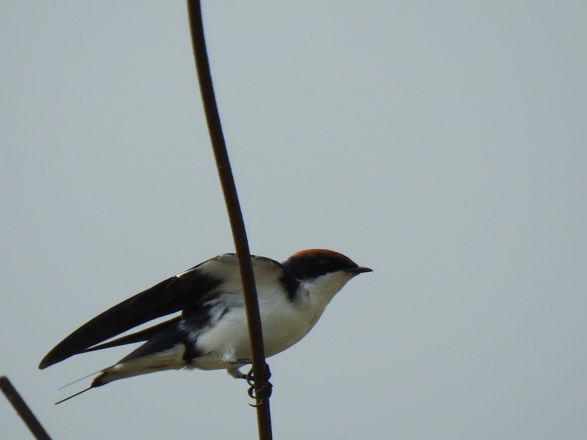 Wire-tailed Swallow - ML356270541
