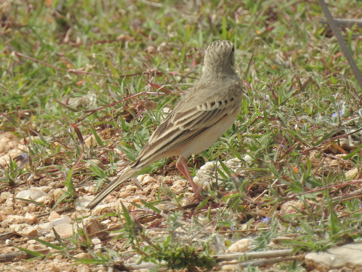 pipit sp. - ML356273361