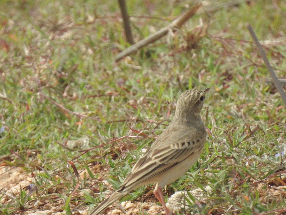 pipit sp. - ML356273371