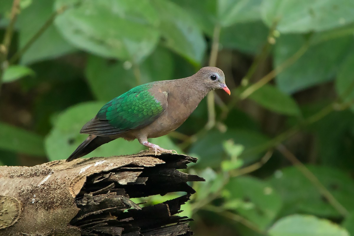 Asian Emerald Dove - Ayuwat Jearwattanakanok