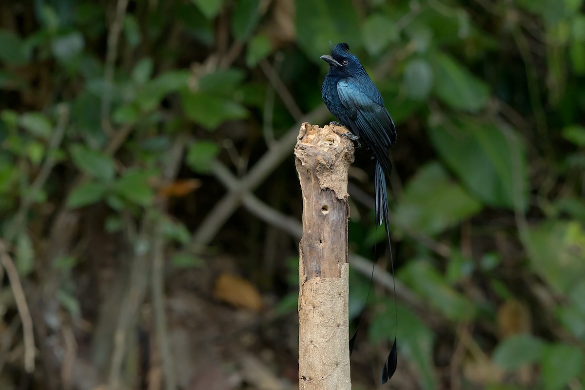Greater Racket-tailed Drongo - ML356279601