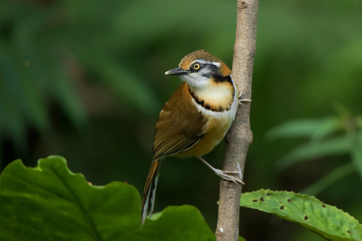 Lesser Necklaced Laughingthrush - ML356279751