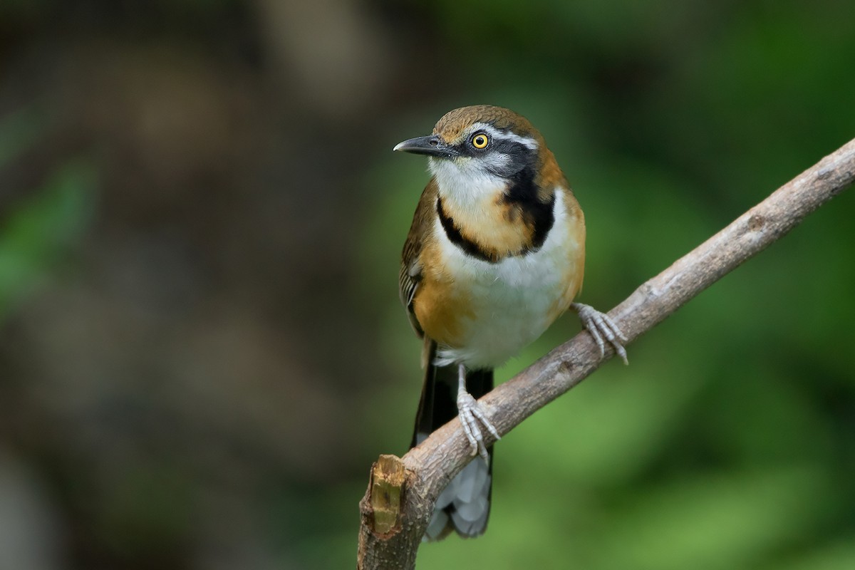 Lesser Necklaced Laughingthrush - ML356279761